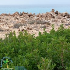 Cap de ses Salines