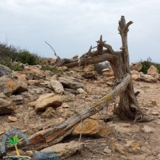 Cap de ses Salines