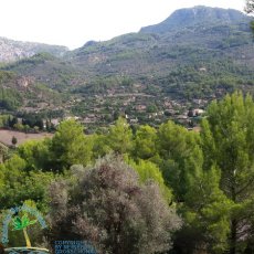 Soller