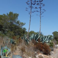 Cala Llombards